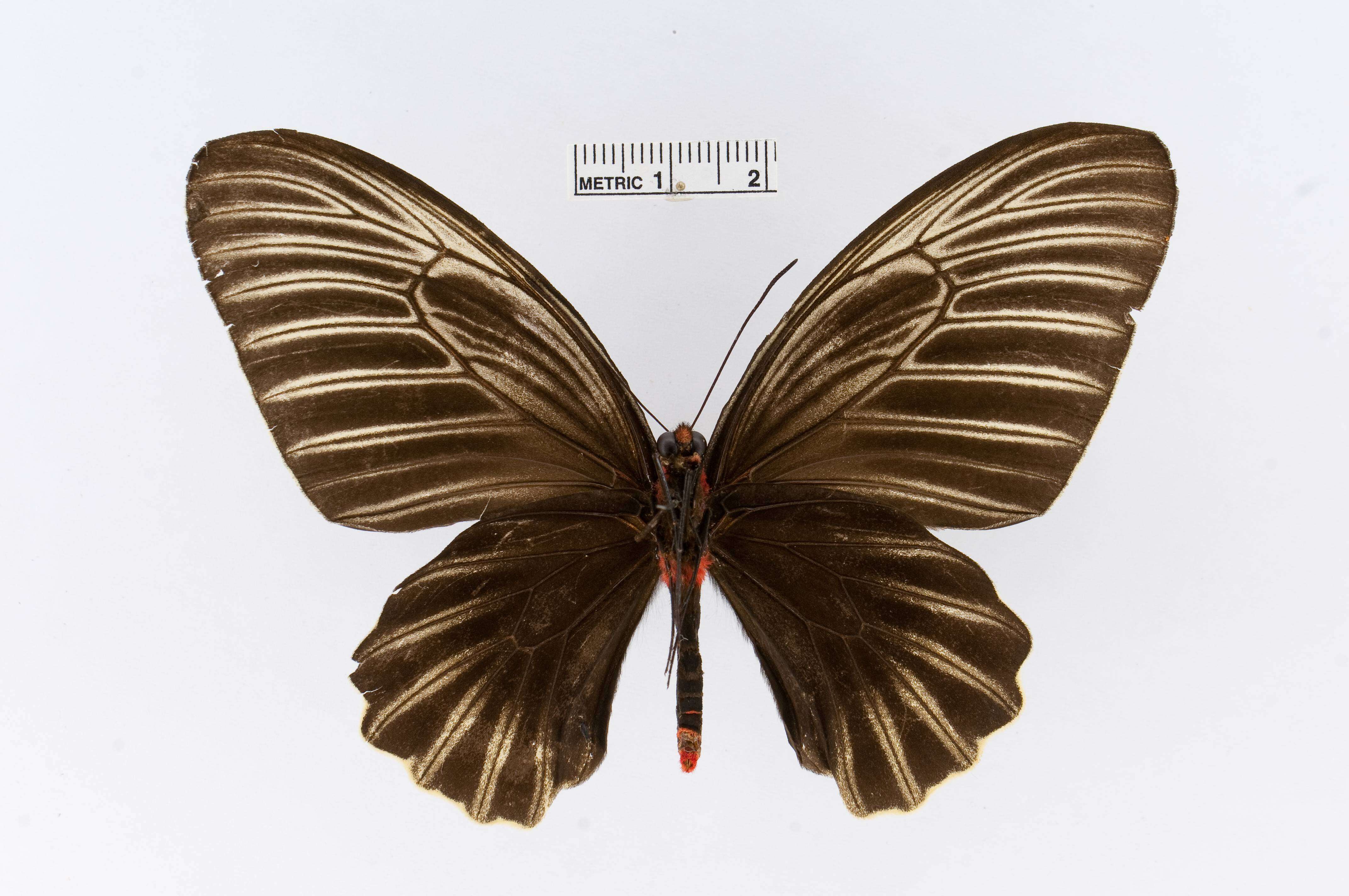 Image of Atrophaneura nox (Swainson 1822)