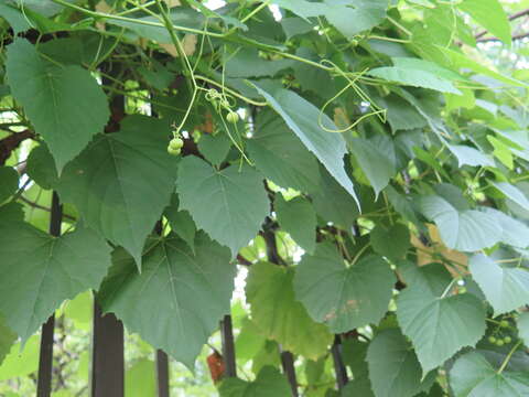 Image of heartleaf peppervine