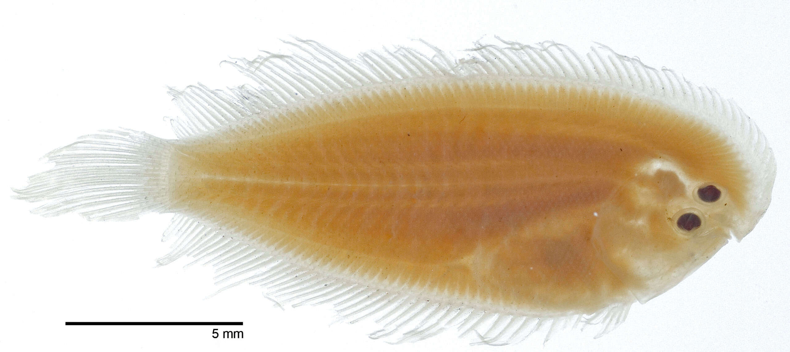 صورة Aseraggodes xenicus (Matsubara & Ochiai 1963)