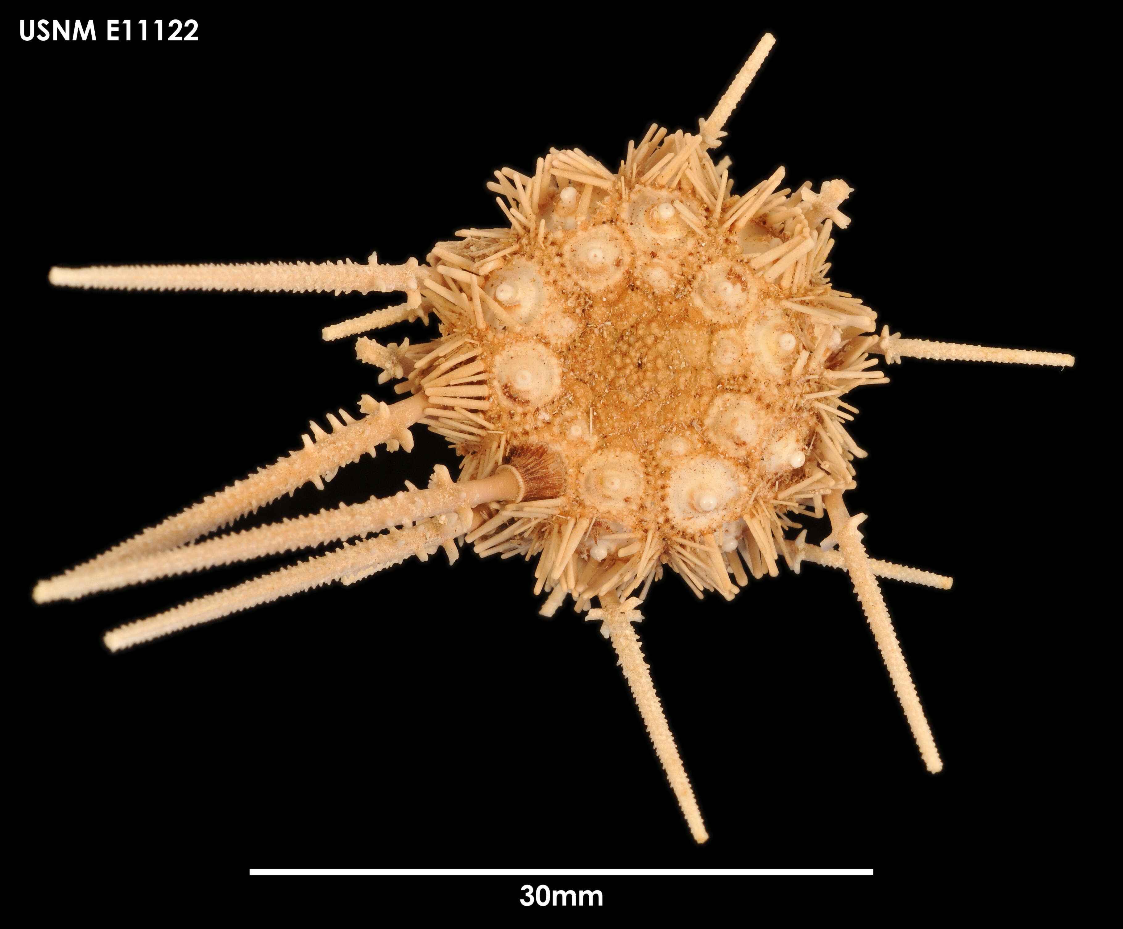 Image of Austrocidaris spinulosa Mortensen 1910