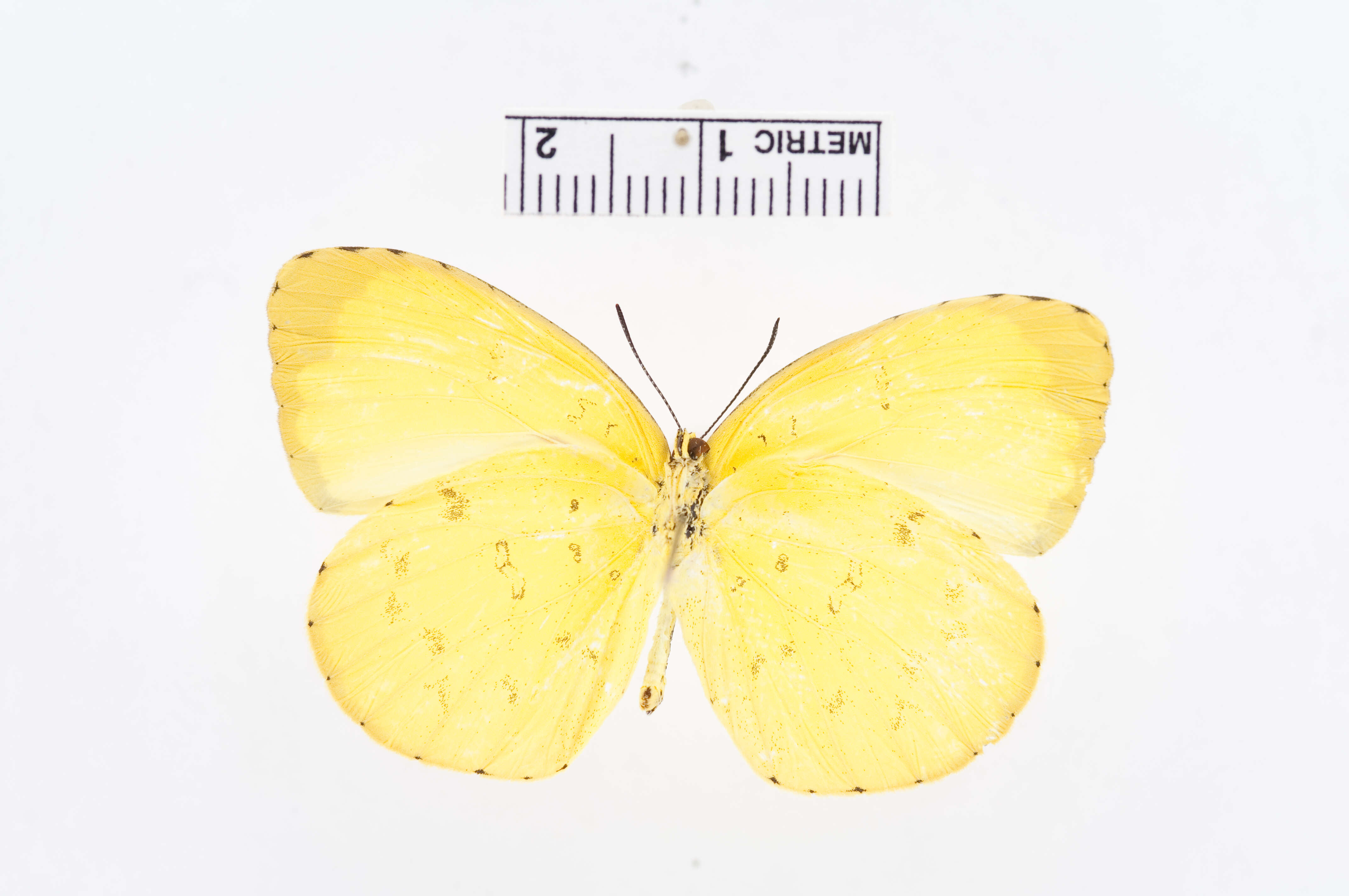 Image of Eurema blanda (Boisduval 1836)