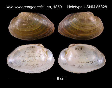 Image of Unio wynegungaensis I. Lea 1860
