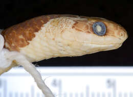 Image of Blanford's Bridal Snake