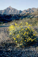 Image of brittlebush