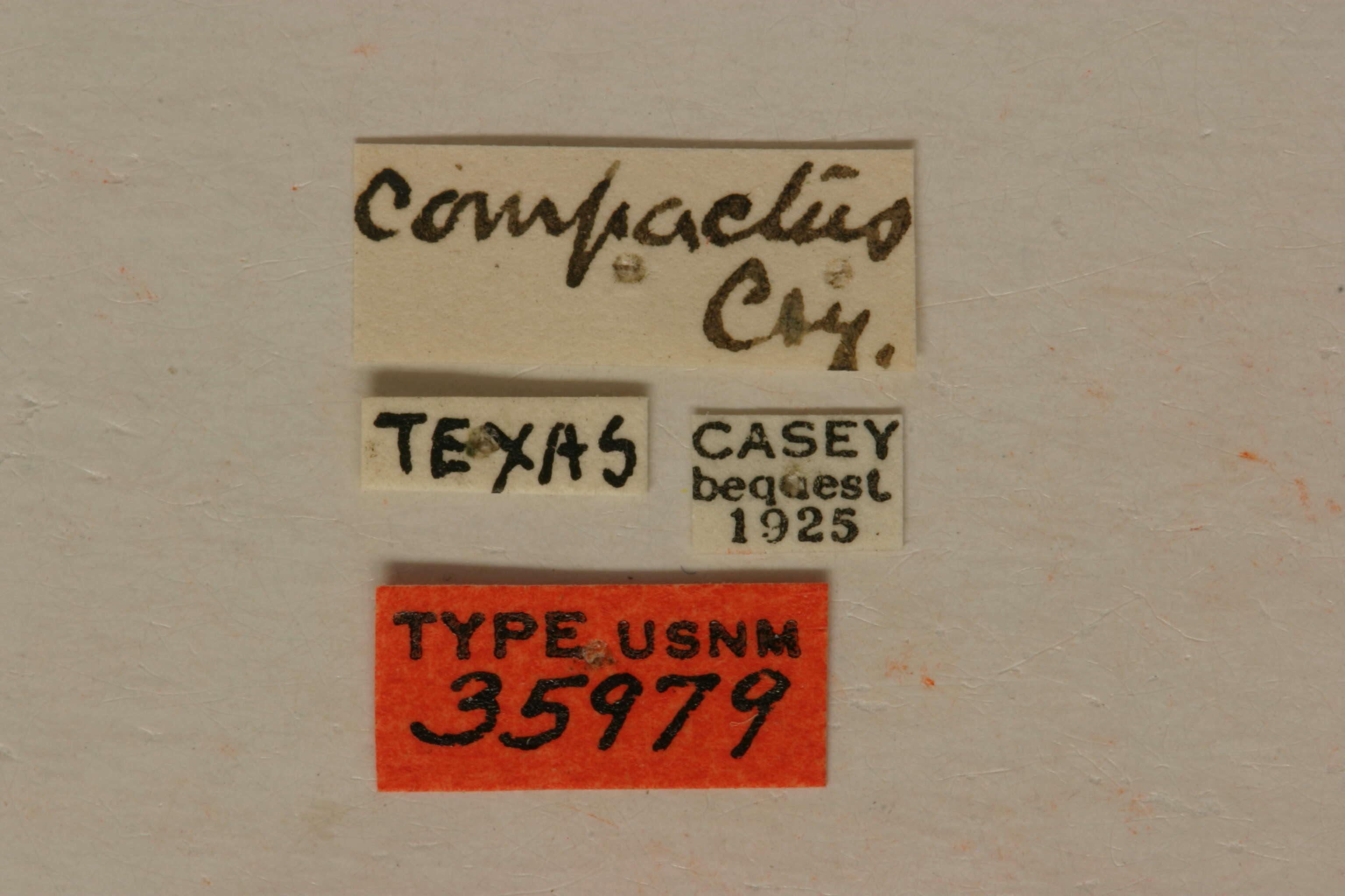Image of Hypermallus compactus Casey 1914