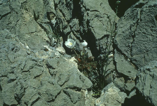 Imagem de Oenothera cavernae Munz