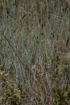 Image of Alpine Foxtail