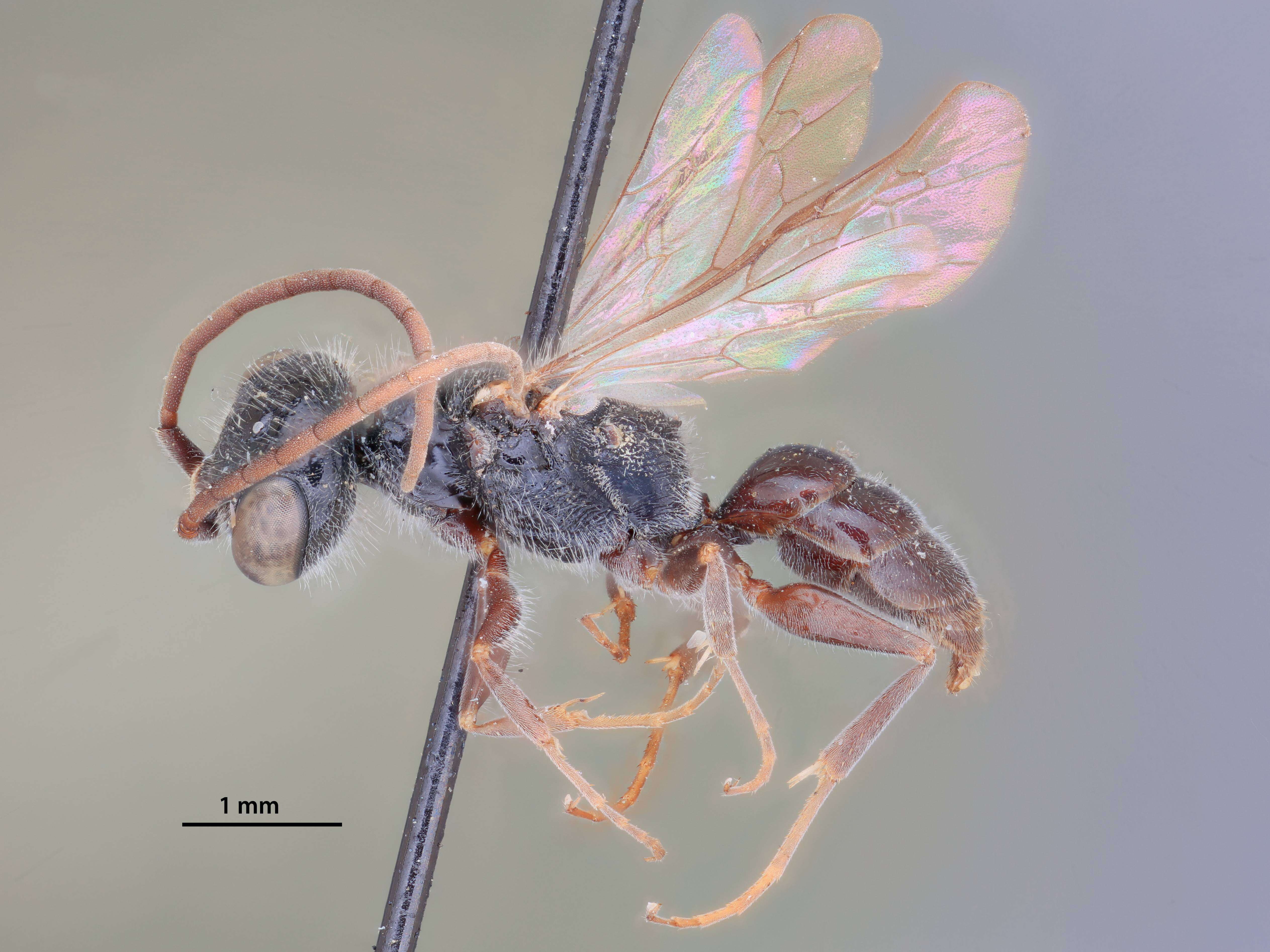 Image of Black cockroach wasp