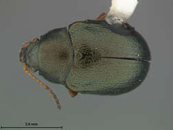 صورة Colaspis puncticollis Say