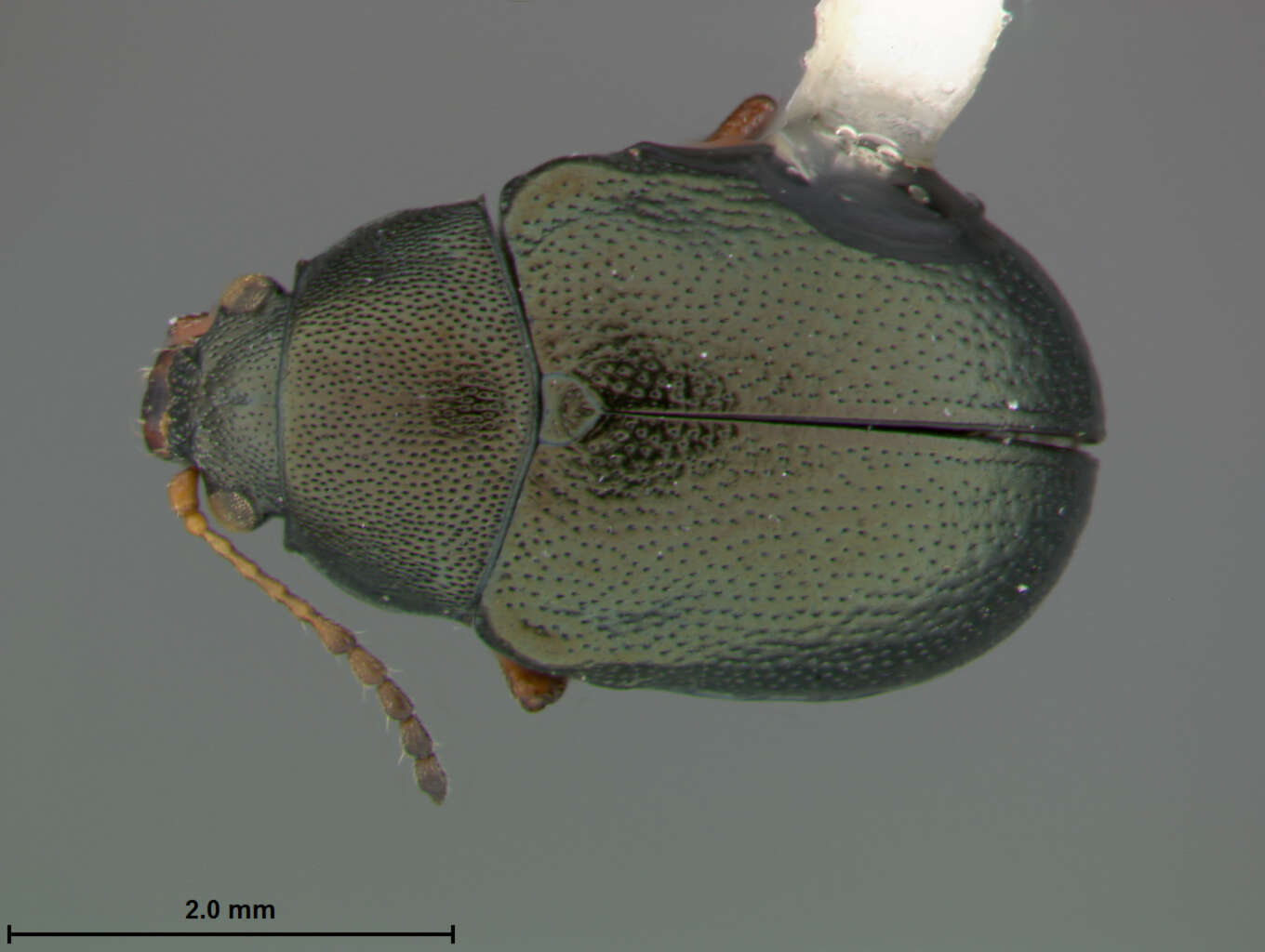 صورة Colaspis puncticollis Say