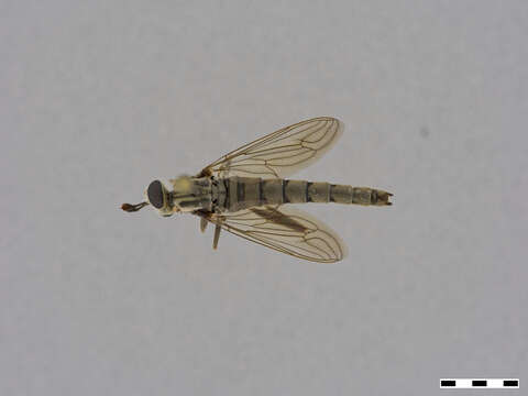 Image of Mydidae