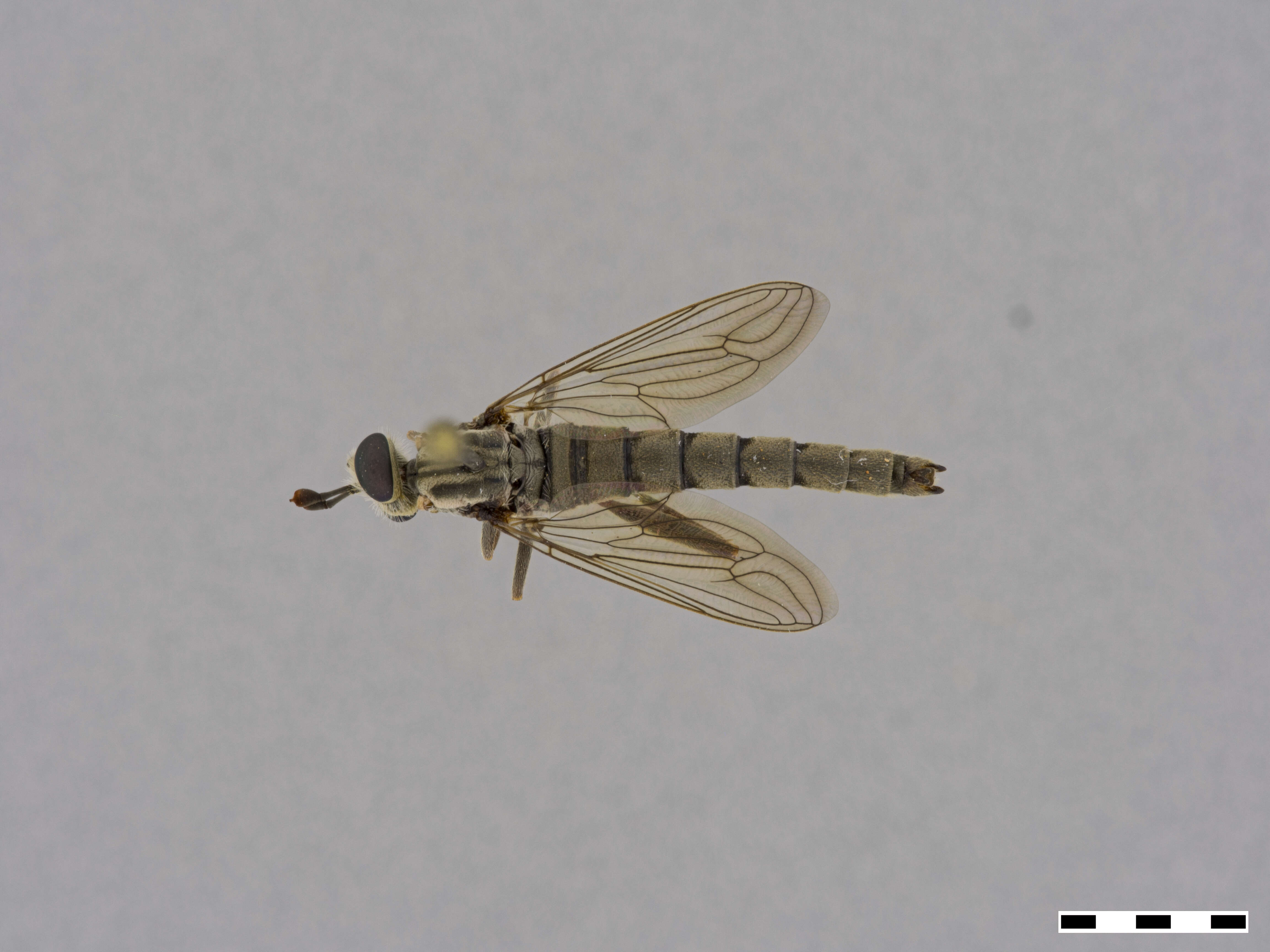 Image of Mydidae