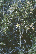 Image of ragged rockflower