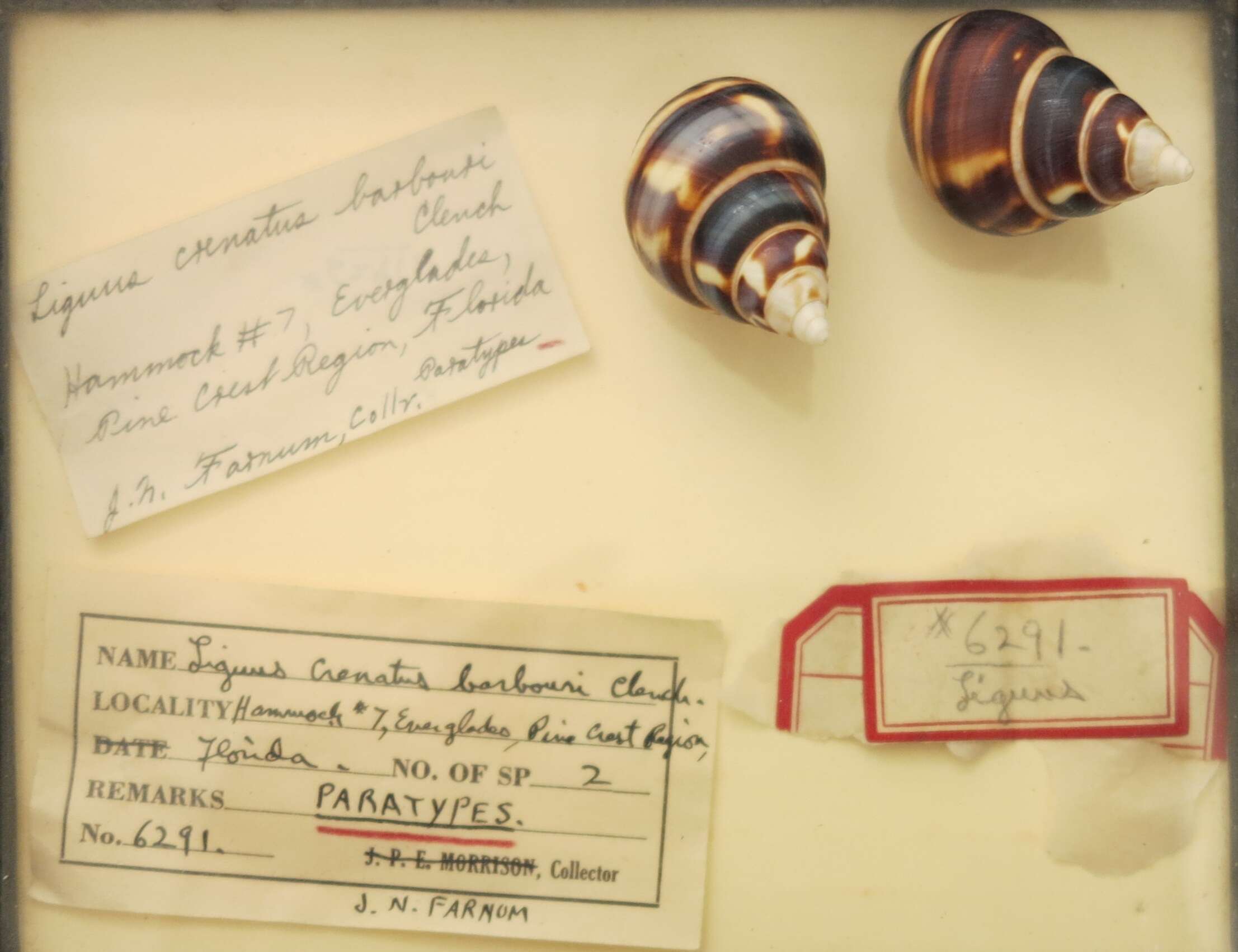 Liguus fasciatus (O. F. Müller 1774) resmi