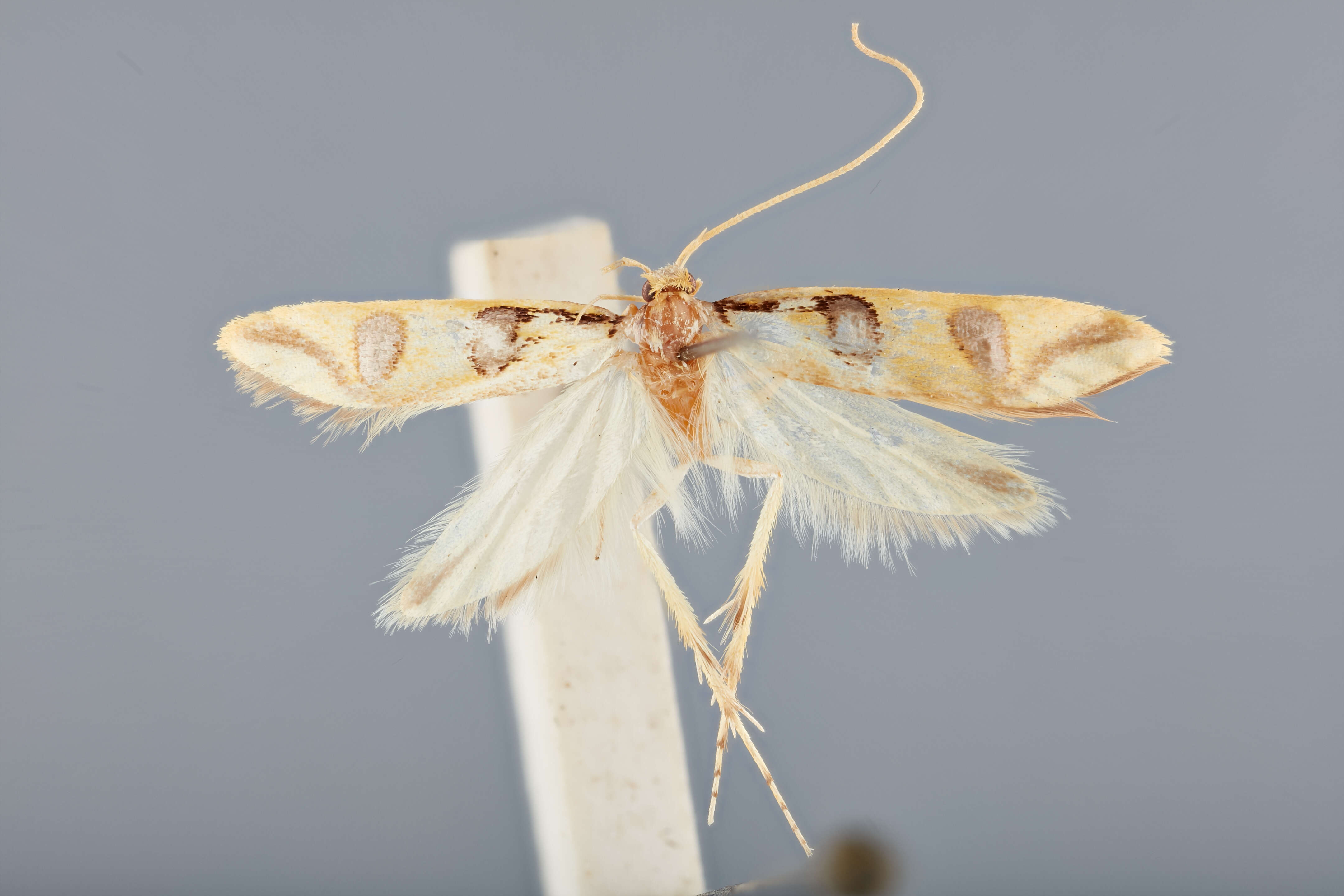 Image of Issikiopteryx taipingensis Park 2003