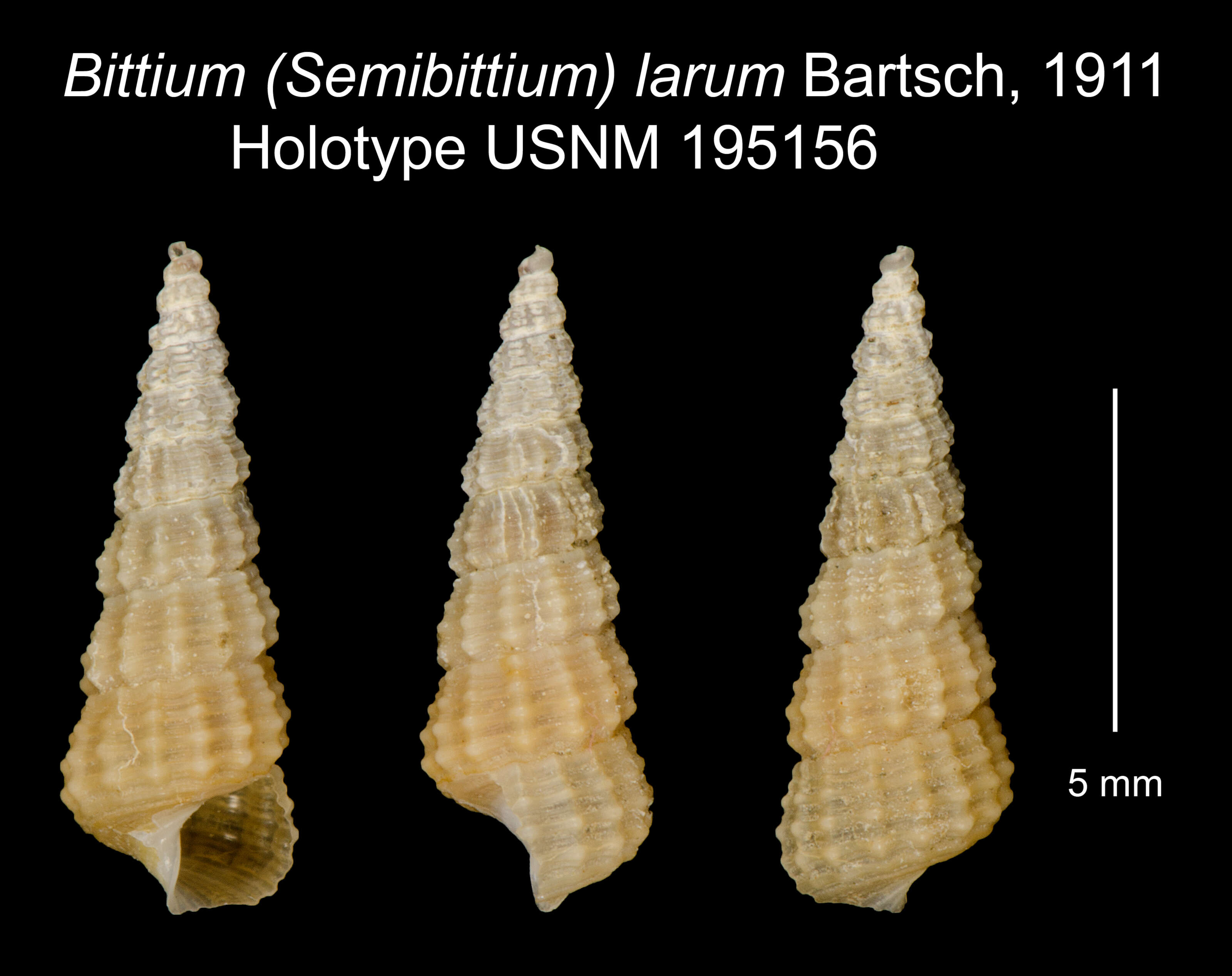 Image of Lirobittium larum (Bartsch 1911)