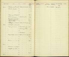 Sivun Picus puniceus observandus (Hartert 1896) kuva