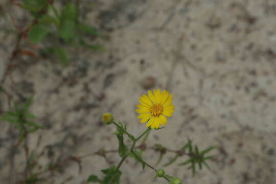 Image of camphorweed