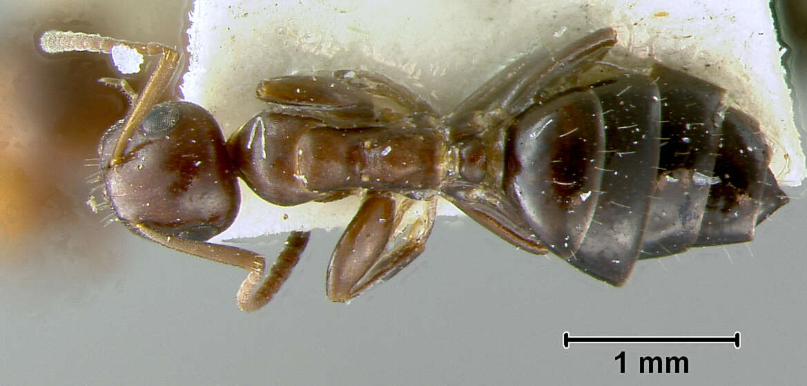 Image of Camponotus culmicola Wheeler 1905