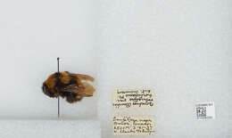 Plancia ëd Bombus hortulanus Friese 1904