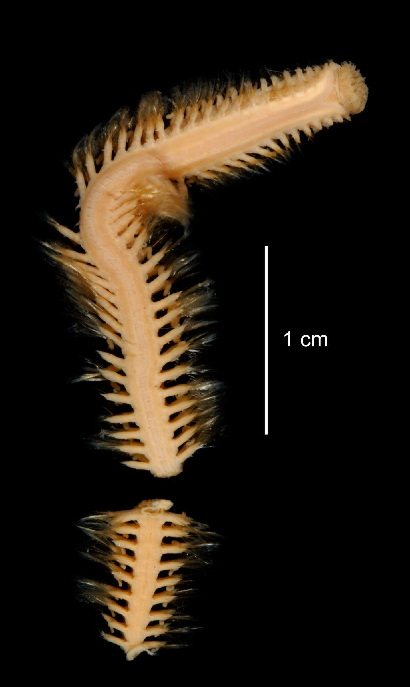 Image of Aglaophamus posterobranchus Hartman 1967