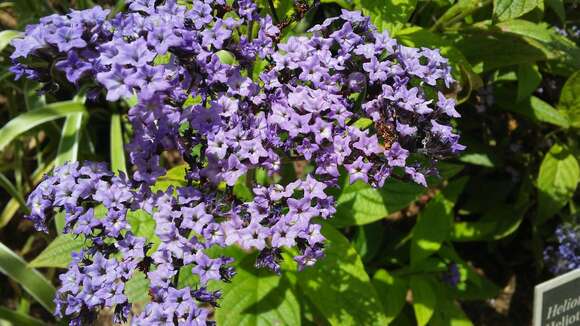 Image of garden heliotrope