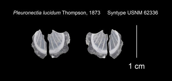 Image of Propeamussium lucidum (Jeffreys ex Wyville-Thomson 1873)