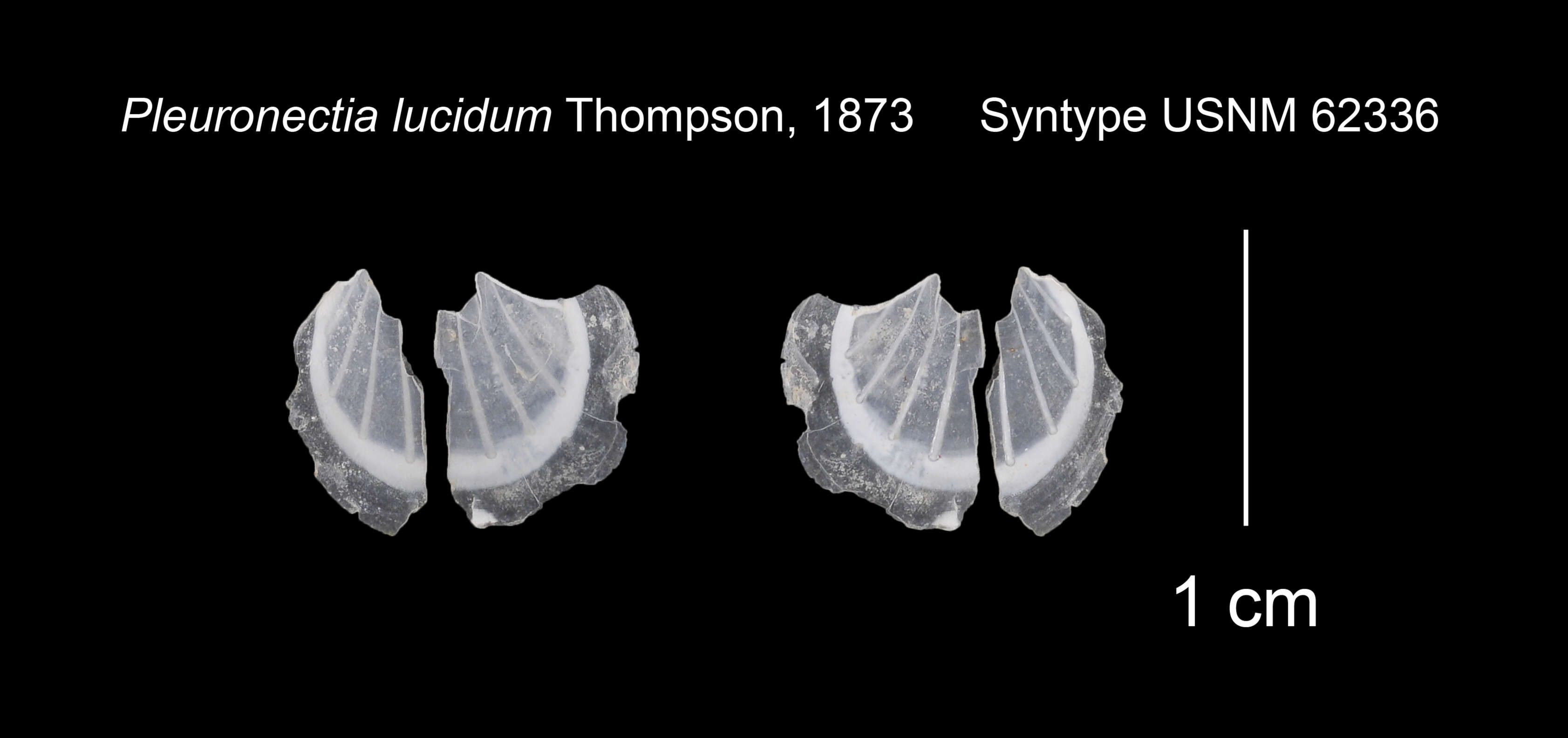 Plancia ëd Propeamussium lucidum (Jeffreys ex Wyville-Thomson 1873)