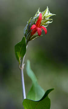 Image of Justicia zopilotensis J. Henrickson & P. Hiriart