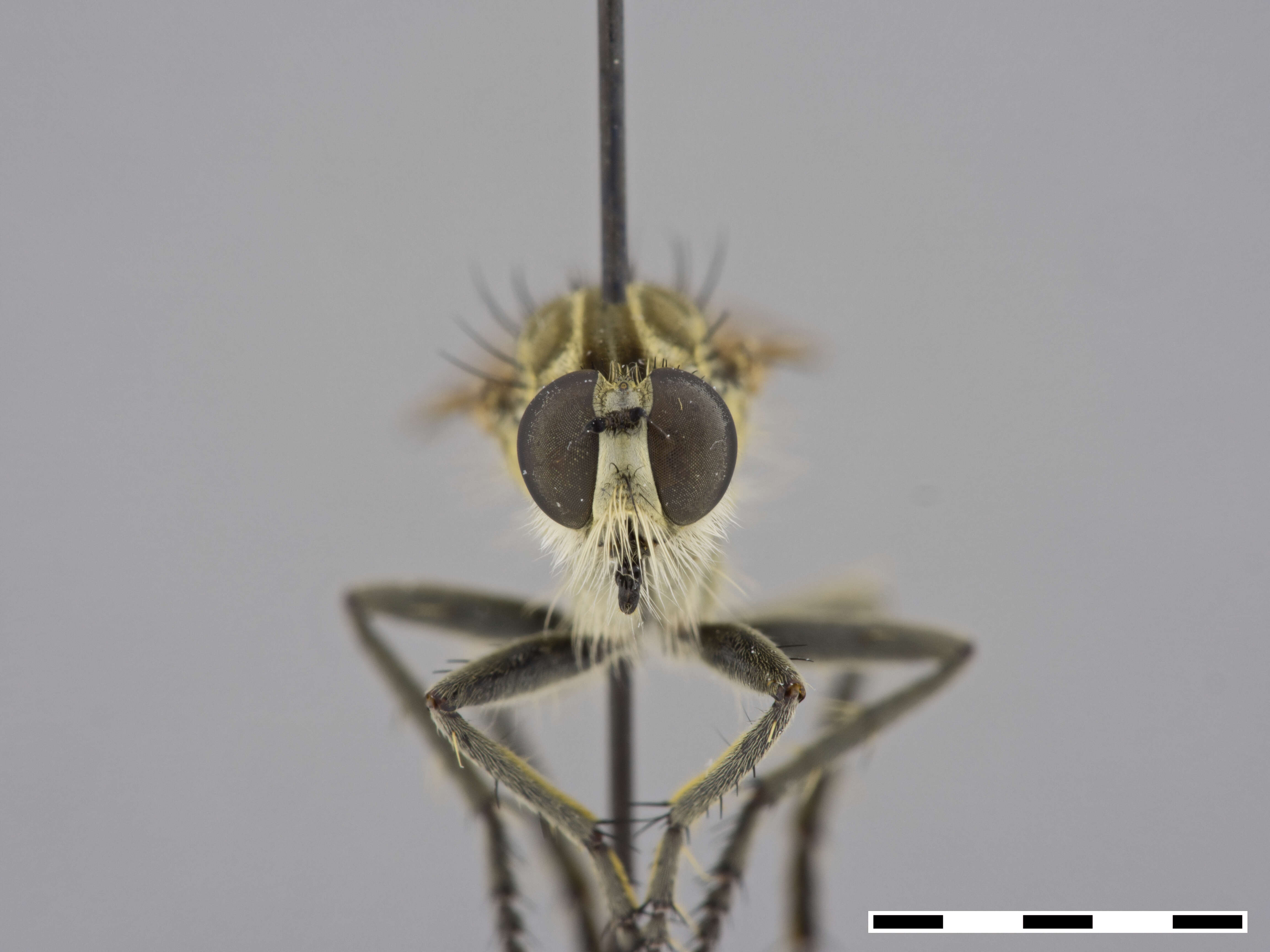 Image of Philonicus albiceps (Meigen 1820)