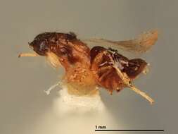 Image of Tetrastichomyia orgyiae Girault 1916