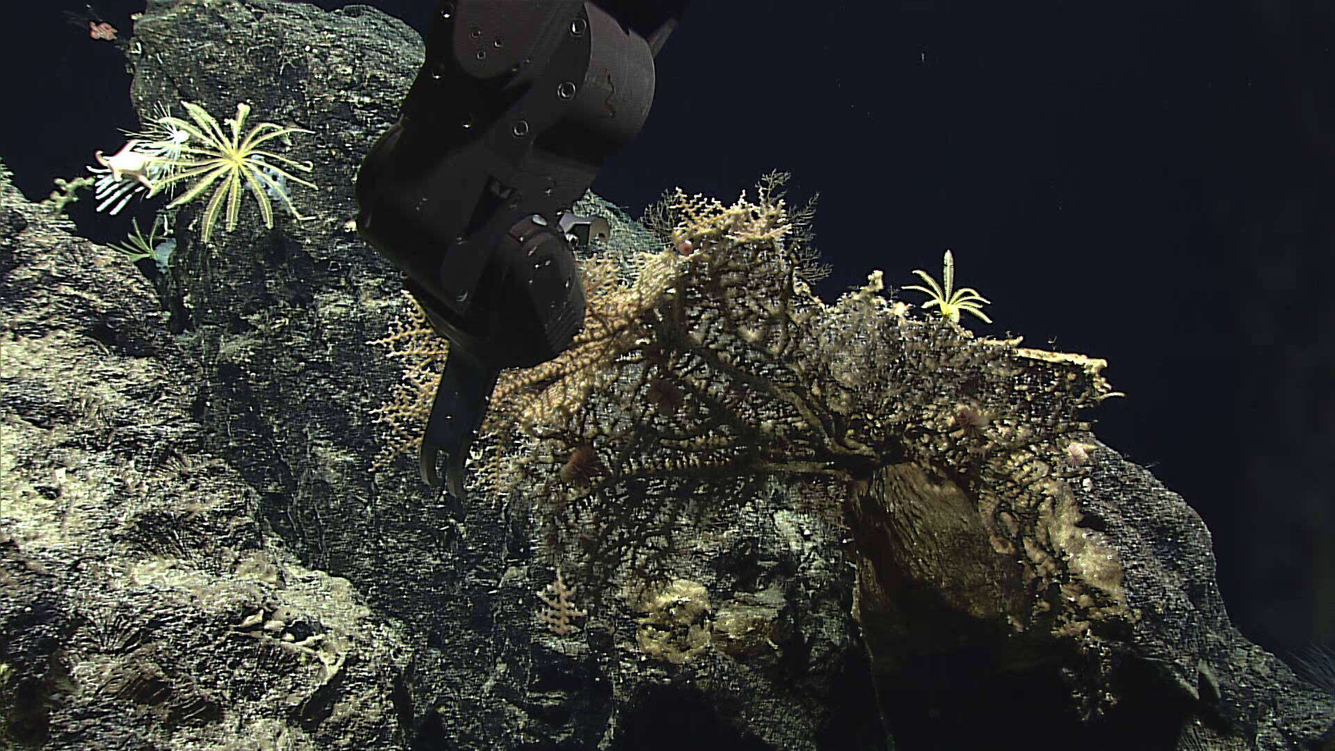 Image of lettuce coral