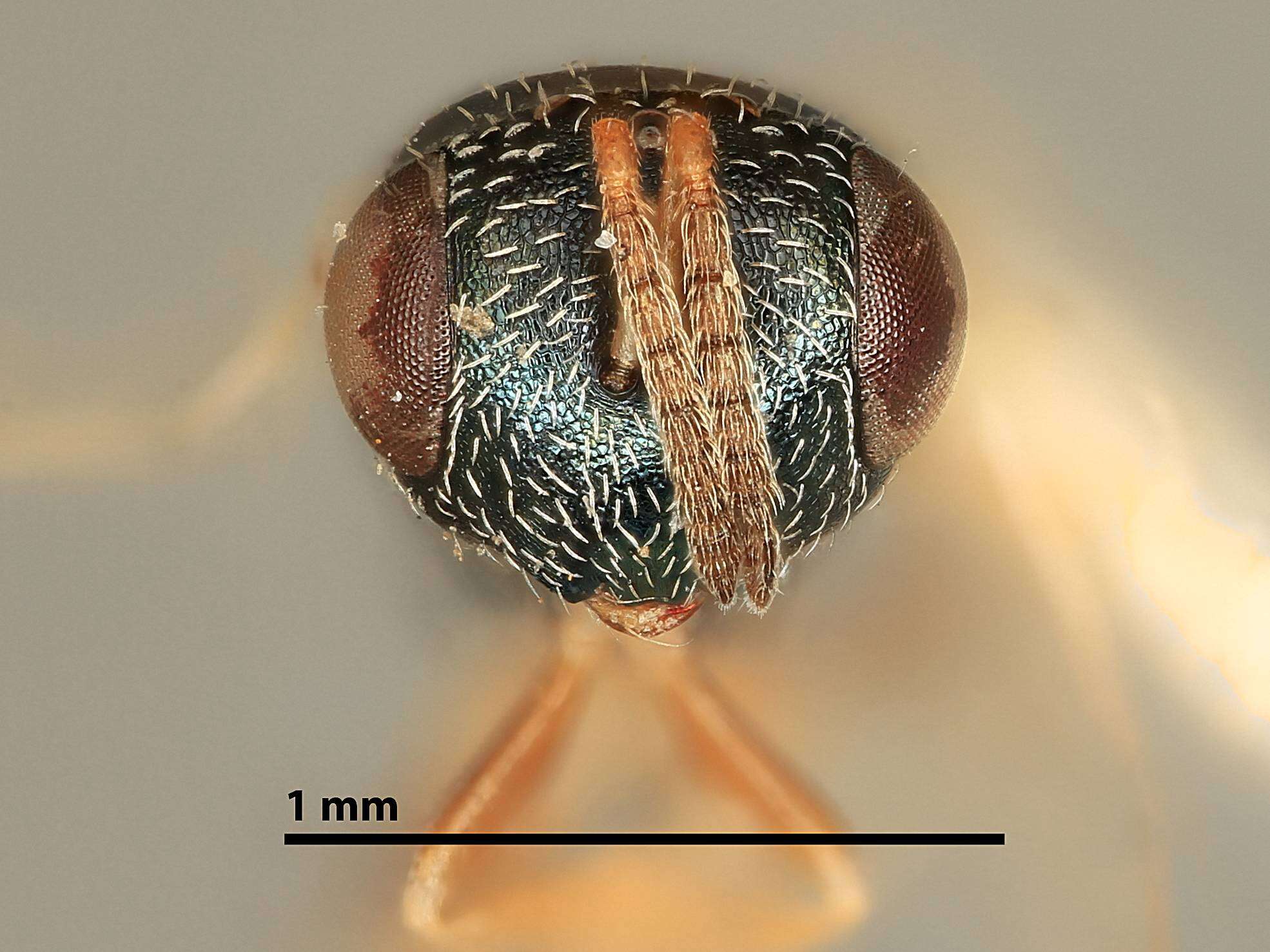 Image of Eurydinoteloides syrphidis (Girault 1916)