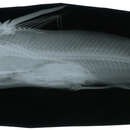 Image of Hexanematichthys sagor (Hamilton 1822)