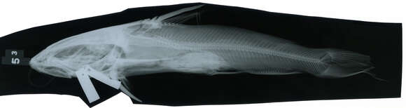 Image of Hexanematichthys sagor (Hamilton 1822)