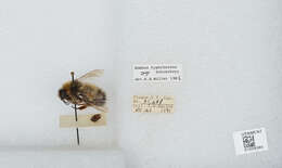 Слика од Bombus hyperboreus Schönherr 1809