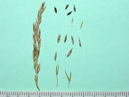 Image of tundragrass