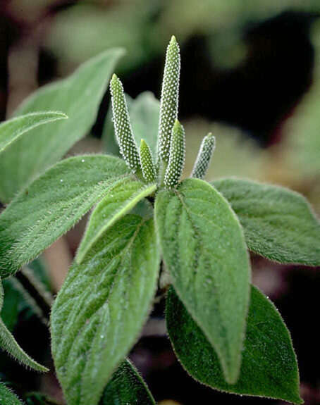 Image of Forest Peperomia