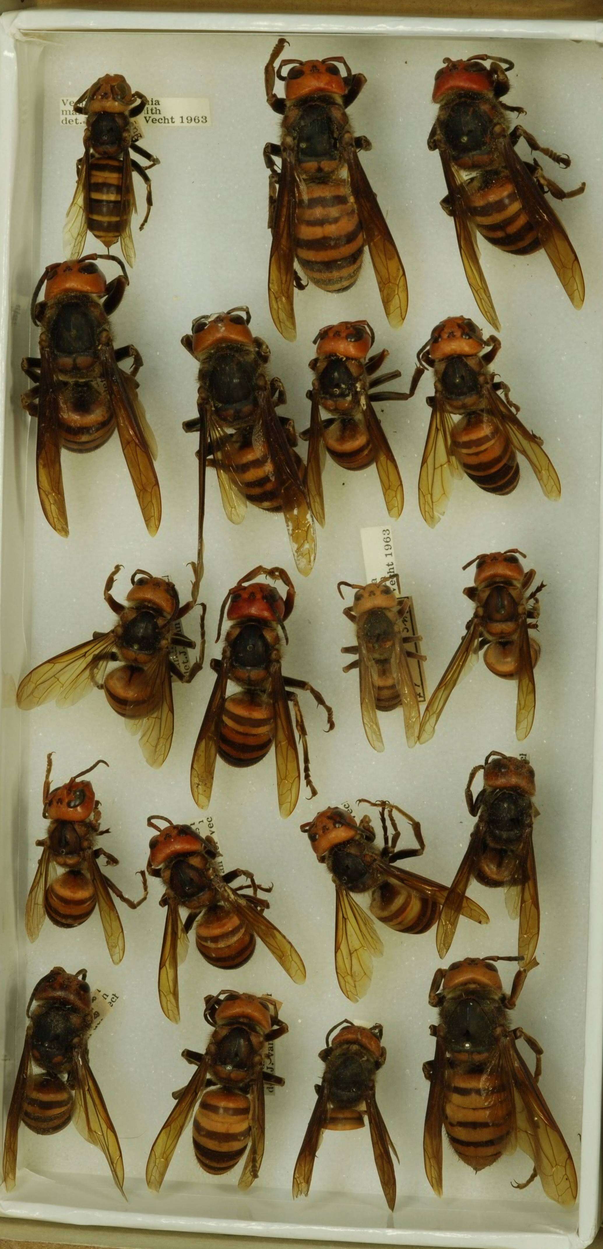 Image of Asian giant hornet