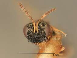 Heteroschema rugosopunctata (Ashmead 1894) resmi