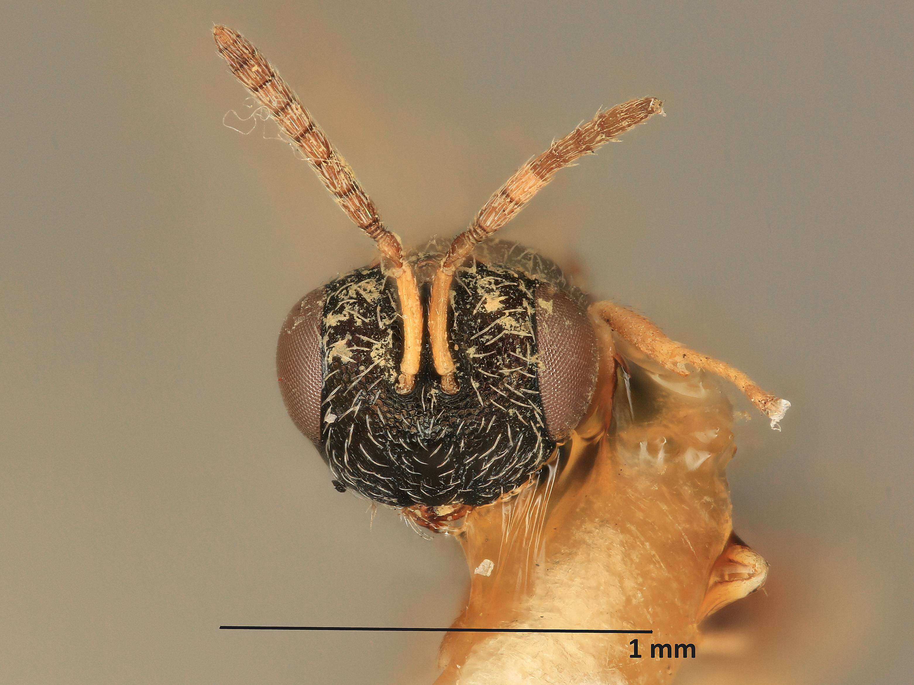 Heteroschema rugosopunctata (Ashmead 1894) resmi