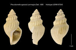 Image of Gymnobela agassizii (Verrill & S. Smith)