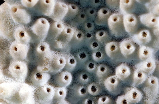 Image of disc coral