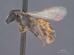 Image of Halictus