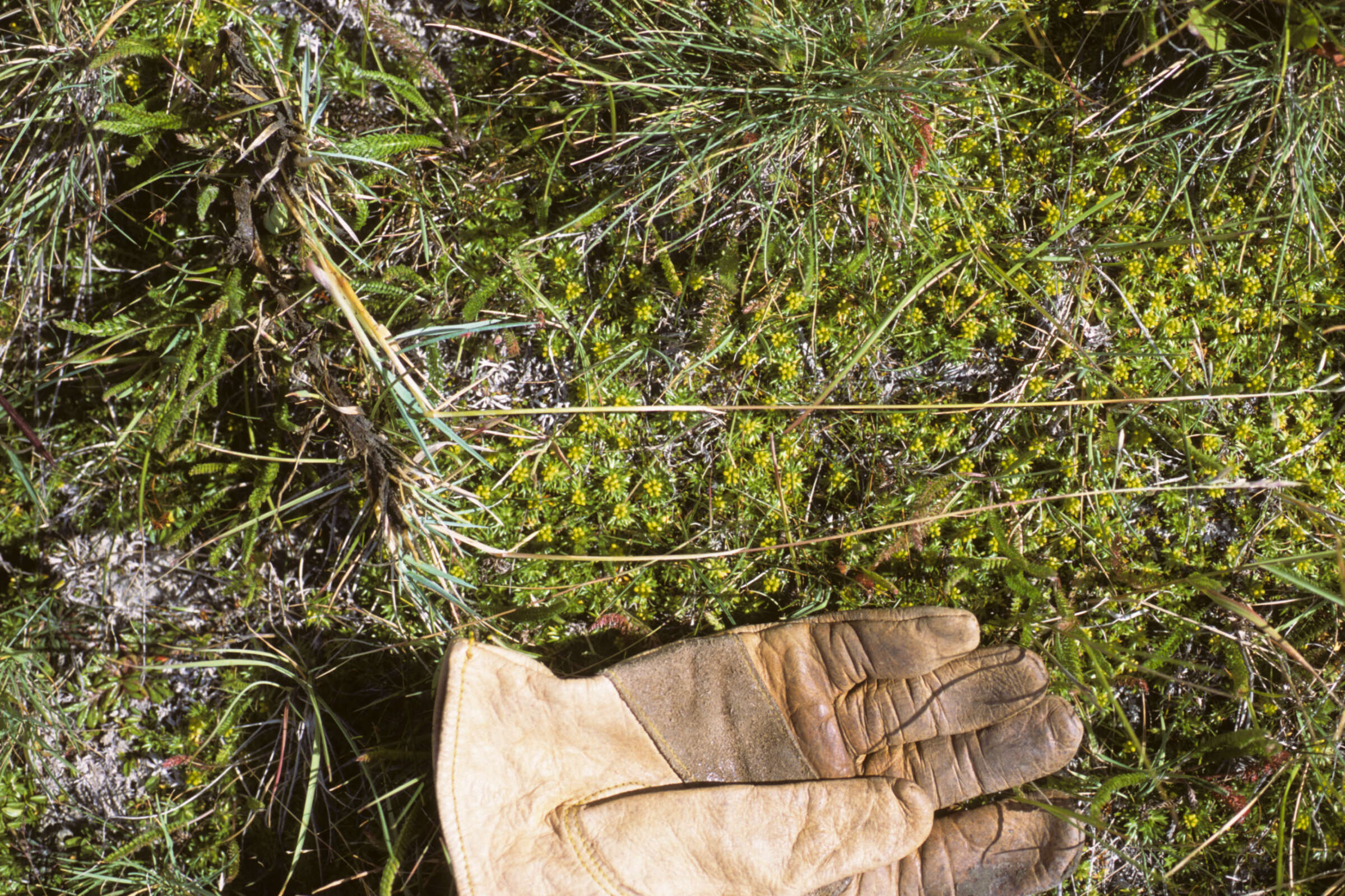 Image of Poa pugionifolia Speg.