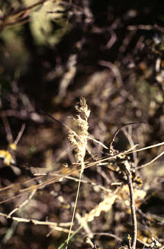 Imagem de Poa arachnifera Torr.