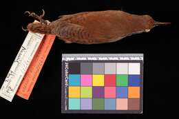 Image of Thryothorus leucotis Lafresnaye 1845