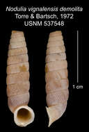 Imagem de <i>Nodulia vignalensis demolita</i> Torre & Bartsch