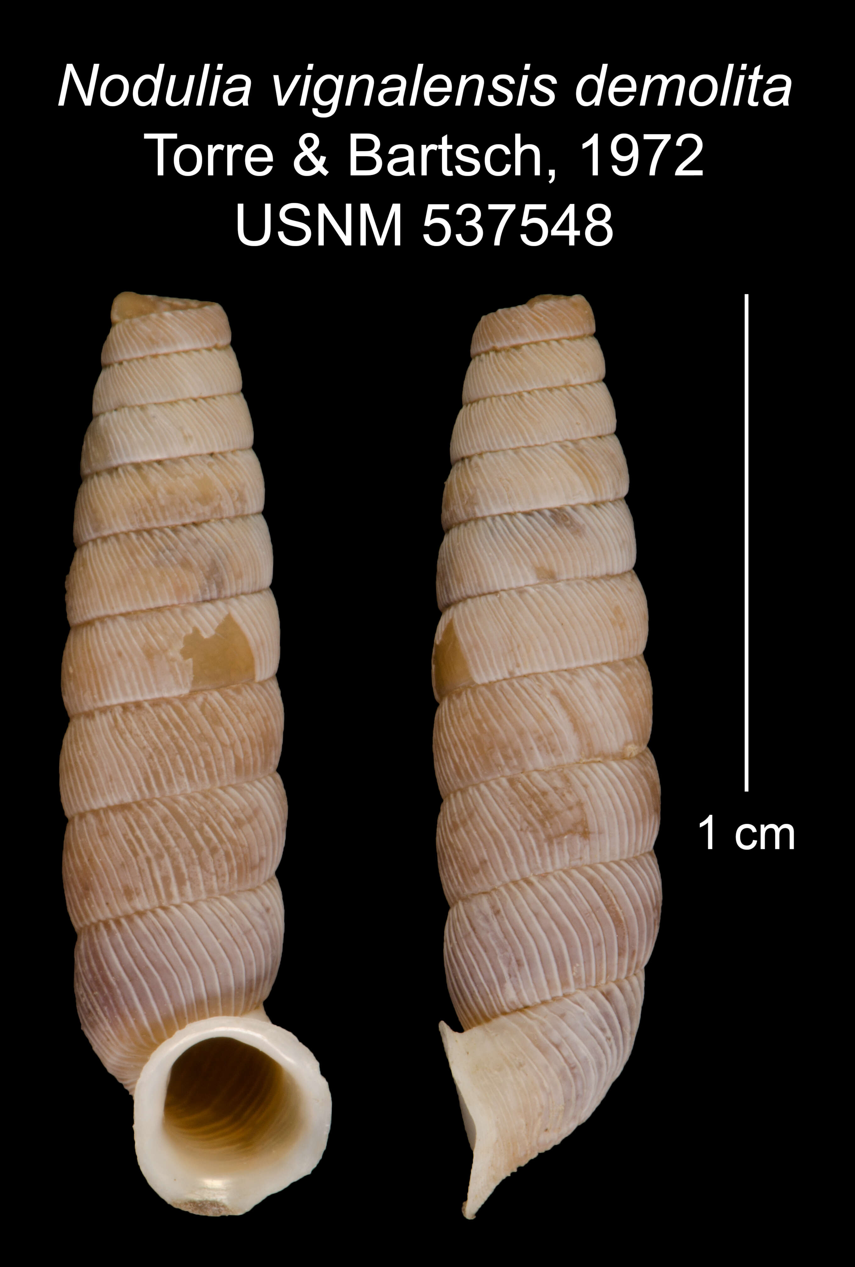 Image of <i>Nodulia vignalensis demolita</i> Torre & Bartsch