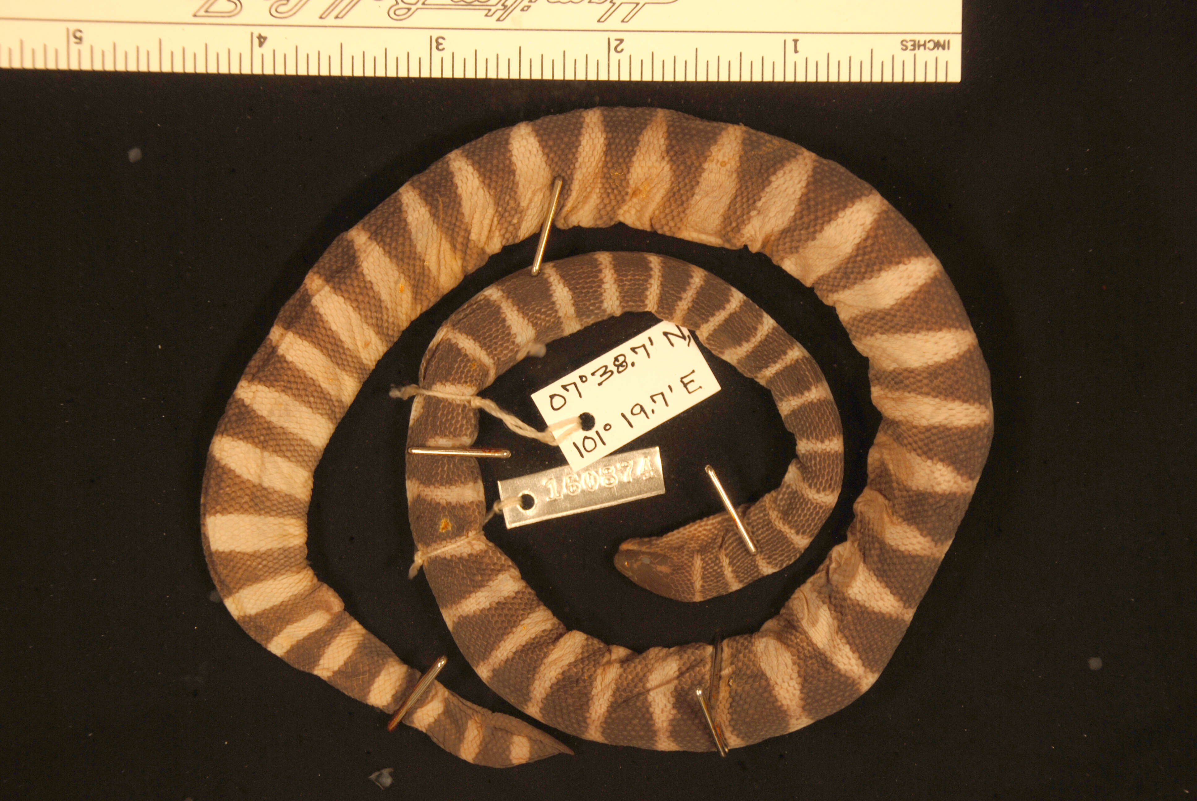 Hydrophis caerulescens (Shaw 1802)的圖片